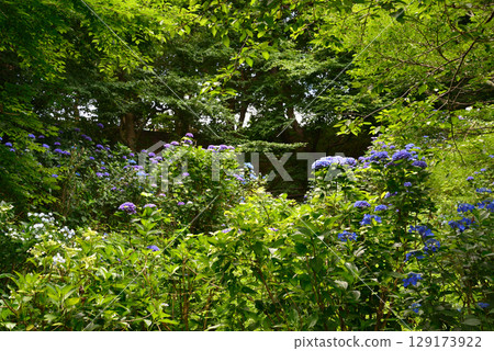 Hinuma Natural Park 2025-6-28 #36 Hinuma Natural Park 2025-6-28 #36 129173922