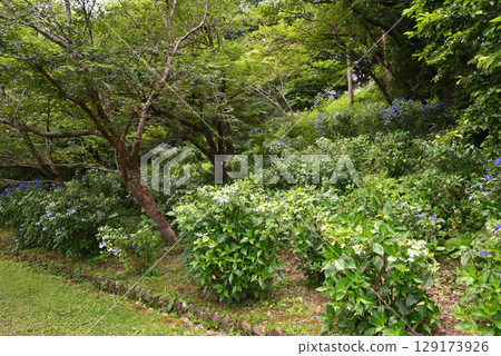 Hinuma Natural Park 2025-6-28 #40 Hinuma Natural Park 2025-6-28 #40 129173926