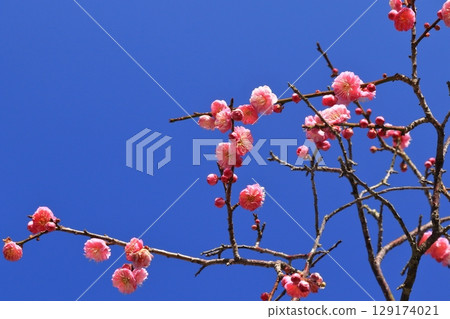 Plum blossoms in the blue sky Plum blossoms in the blue sky 129174021