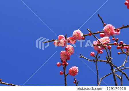 Plum blossoms in the blue sky 129174026