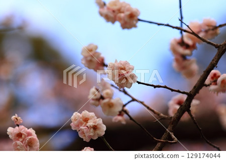 Plum blossoms in the blue sky Plum blossoms in the blue sky 129174044