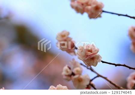 Plum blossoms in the blue sky Plum blossoms in the blue sky 129174045