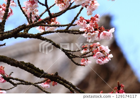 Plum blossoms in the blue sky 129174117