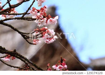 在藍天的李子開花 在藍天的李子開花 129174120