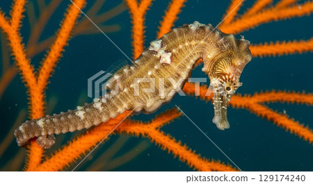 Seahorse on vibrant coral reef in tropical ocean 129174240