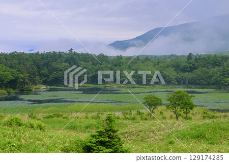 初夏的知床五湖（北海道斜裡町） 129174285