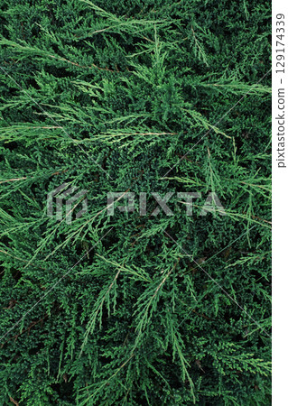 Green juniper evergreen shrub close up for natural background. 129174339