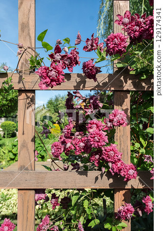 Purple clematis flowers climbing on a wooden trellis in a lush garden. Purple clematis flowers climbing on a wooden trellis in a lush garden. 129174341