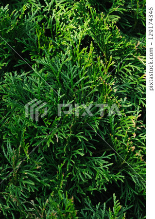 Green thuja branches and foliage close up, with natural sunlight. Green thuja branches and foliage close up, with natural sunlight. 129174346