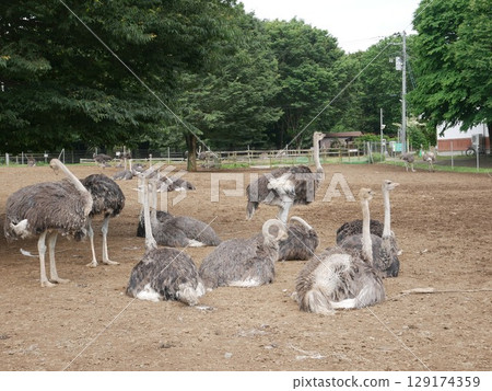 Resting Ostrich Resting Ostrich 129174359
