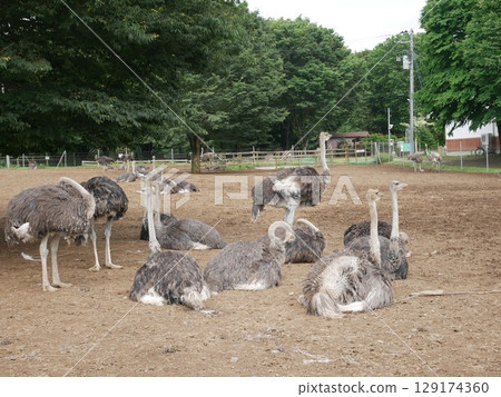 Resting Ostrich 129174360