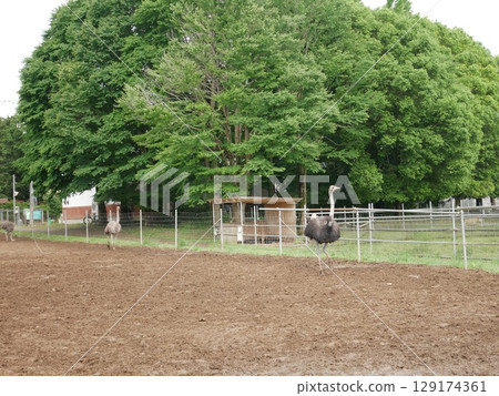 Forest and Ostrich Forest and Ostrich 129174361