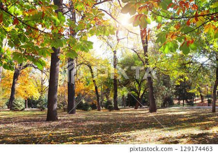 Calm fall season. Beautiful landscape with horse chestnut tree and alley in autumn park, Almaty, Kazakhstan. Chestnut tree with yellow and orange leaves and footpath in the town park in sunny day Calm fall season. Beautiful landscape with horse chestnut tree and alley in autumn park, Almaty, Kazakhstan. Chestnut tree with yellow and orange leaves and footpath in the town park in sunny day 129174463