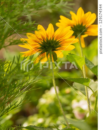 Back view of a mini sunflower 129174544