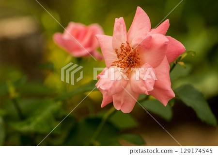 It's a beautiful color rose 129174545