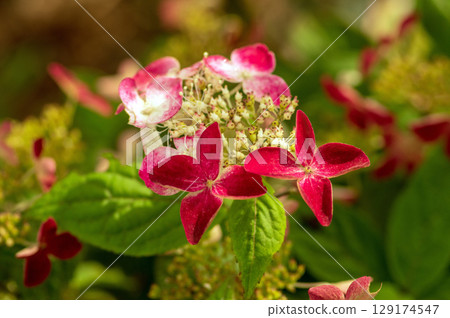 山繡球花變紅了 山繡球花變紅了 129174547