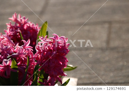 Pink hyacinth flowerbed 129174691
