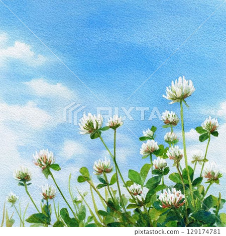 藍天、白雲、花田 藍天、白雲、花田 129174781