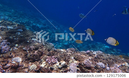 Coral reefs and small fish 129175006