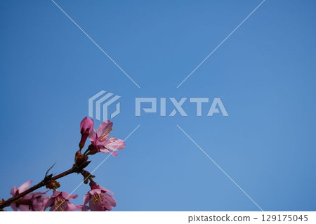 櫻花盛開,藍天白雲 櫻花盛開,藍天白雲 129175045