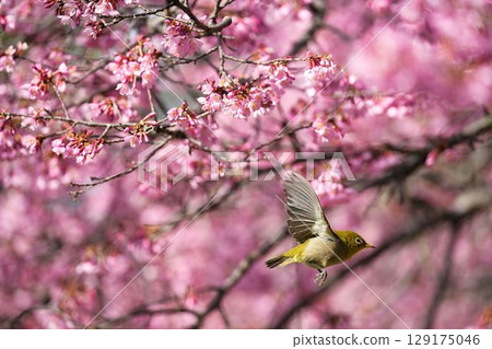 盛開的岡目櫻花和翩翩起舞的繡眼鳥 129175046