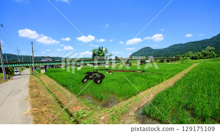 Rice field art along the Akita Inland Line, Akita Prefecture 129175109