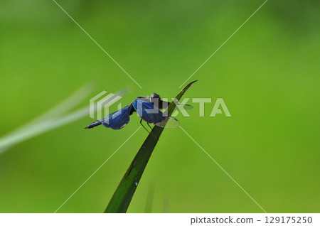藍蜻蜓 129175250