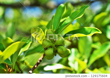 Green ogata manoki berries (summer, July) 129175604