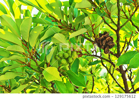Green ogata manoki berries (summer, July) 129175612