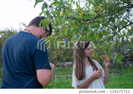 A man and a girl examine plums on a tree, enjoying the fruits of their labor during a summer harvest. 129175712