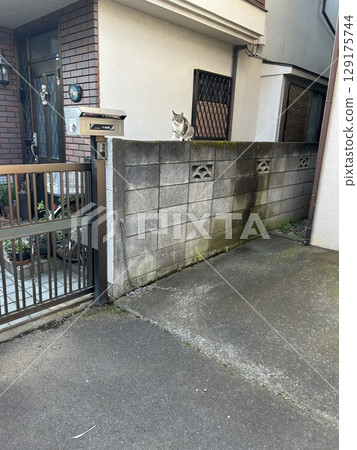 This is a tabby cat sitting on top of the block wall next to the mailbox at the entrance of my house. 129175744