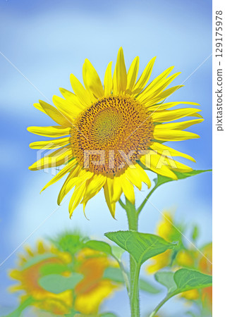 Flowers around the house, various in all seasons. Beautiful large sunflowers bloom against the blue sky in the flower garden on the farm. Flowers around the house, various in all seasons. Beautiful large sunflowers bloom against the blue sky in the flower garden on the farm. 129175978