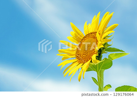 Flowers around the house, various in all seasons. Beautiful large sunflowers bloom against the blue sky in the flower garden on the farm. 129176064