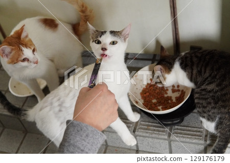 被遺棄的小貓吃食物 129176179