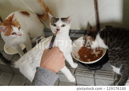 被遺棄的小貓吃食物 被遺棄的小貓吃食物 129176180