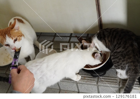 被遺棄的小貓吃食物 129176181