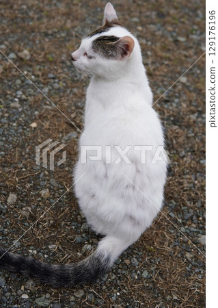 Abandoned kittens eating food Abandoned kittens eating food 129176196