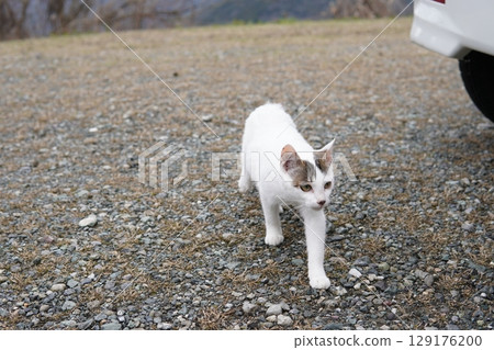 Abandoned kittens eating food Abandoned kittens eating food 129176200