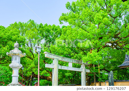 Dazaifu Tenmangu Shrine, Baba-sando, Dazaifu City, Fukuoka, clear skies 129176207