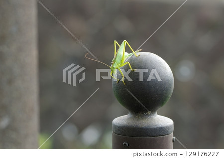 一隻蟋蟀棲息在籬笆上 一隻蟋蟀棲息在籬笆上 129176227
