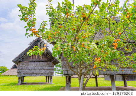 [Saga Prefecture] Yoshinogari Ruins: Plum trees and dwellings 129176268