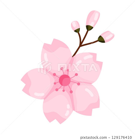 Single Pink Cherry Blossom with Buds 129176410