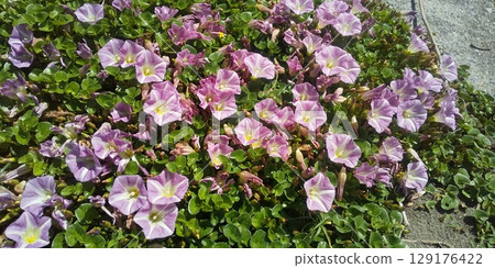 Pink beach bindweed flowers covering the coast of Kemigawahama 129176422