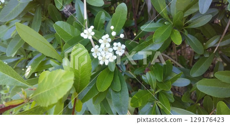 火棘花在秋天會變成鮮紅色的漿果 129176423