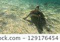 A sea turtle to swim 129176454