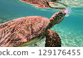 Sea turtle to breathe 129176455