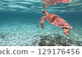 Sea turtle swimming elegantly 129176456