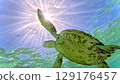 Sea turtle swimming underwater 129176457