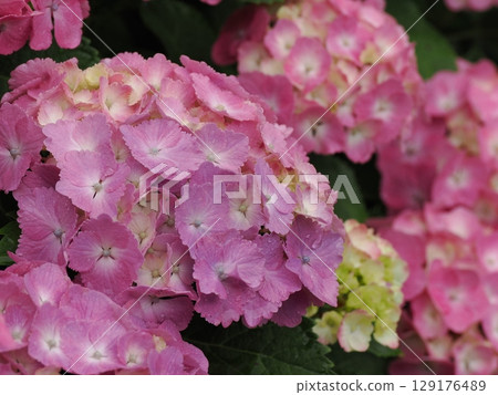 Hydrangea wet in the rain 129176489