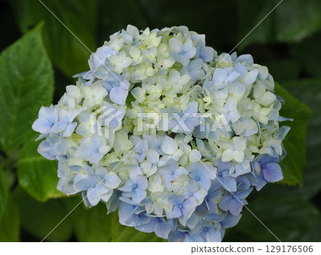 繡球花在雨中濕潤 129176506